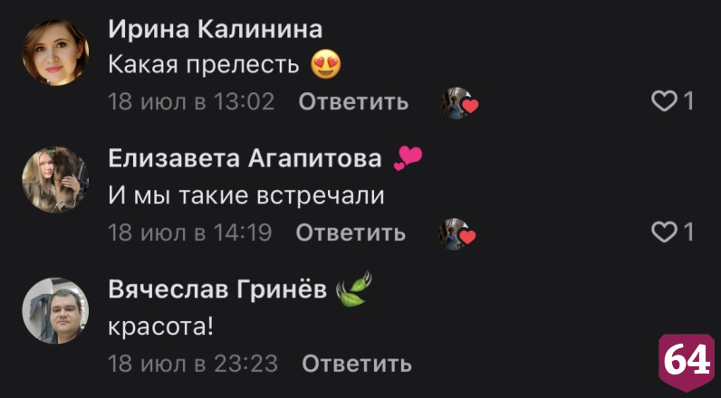 В Саратовской области нашли редкий «пушистый» гриб